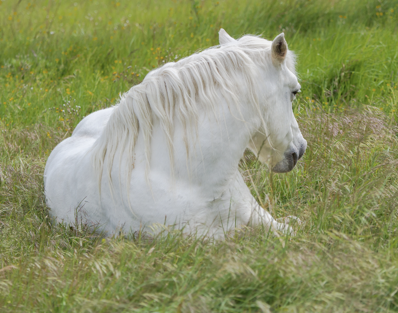  faire passer une colique chez un cheval